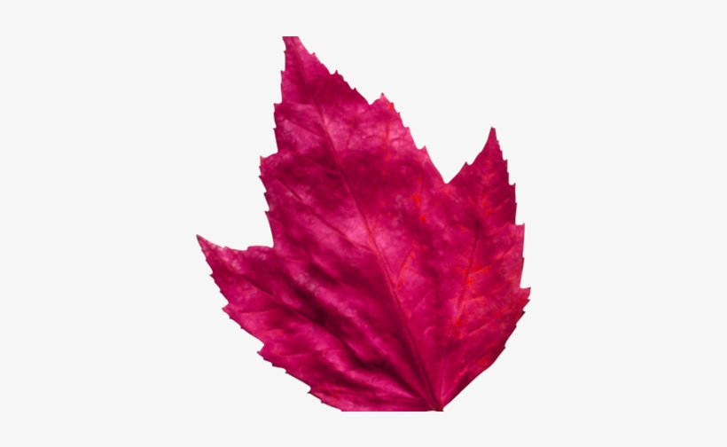 Red Leaf 3 - Red, transparent png