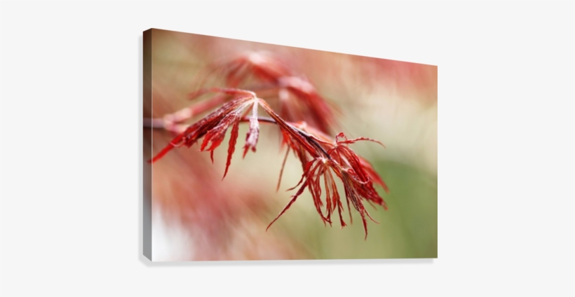 Red Lace Canvas Print - Flower, transparent png