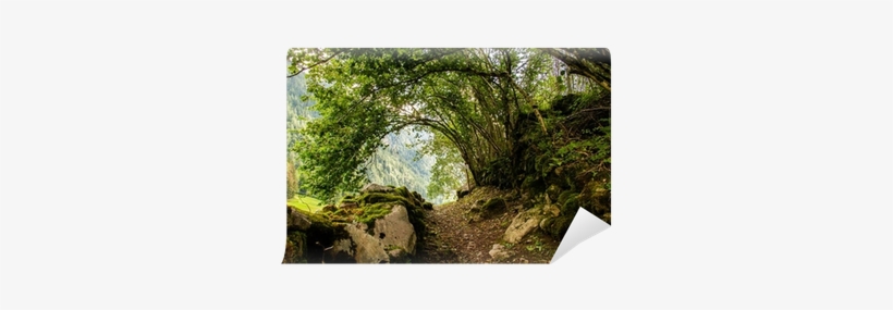 Moss, transparent png