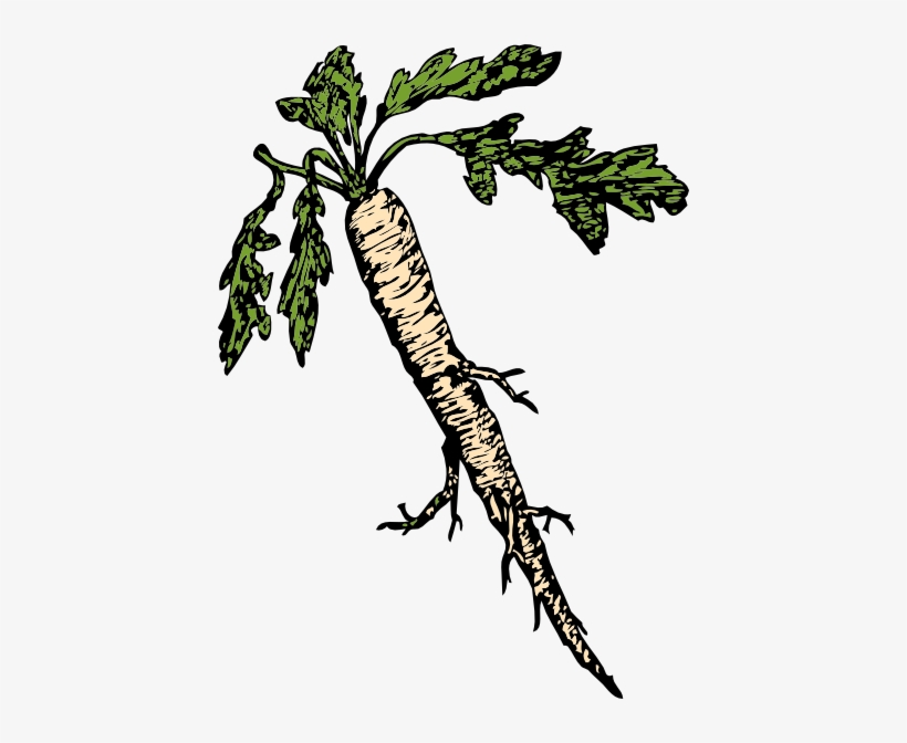 How To Set Use Food Plants Root Icon Png - Horseradish Clipart, transparent png
