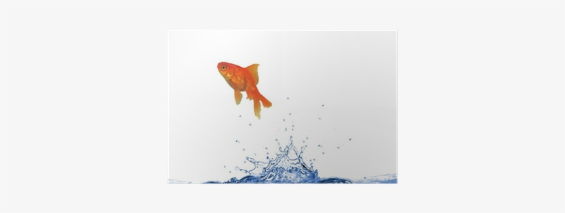 Goldfish, transparent png