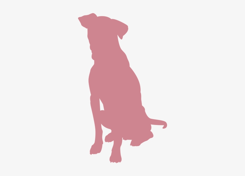 Group Classes And Private Dog Training - Dog Catches Something, transparent png