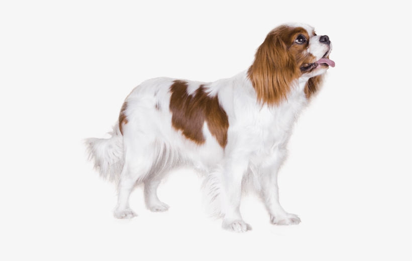 Appearance Of Cavalier King Charles Spaniel - King Charles Cavalier Png, transparent png