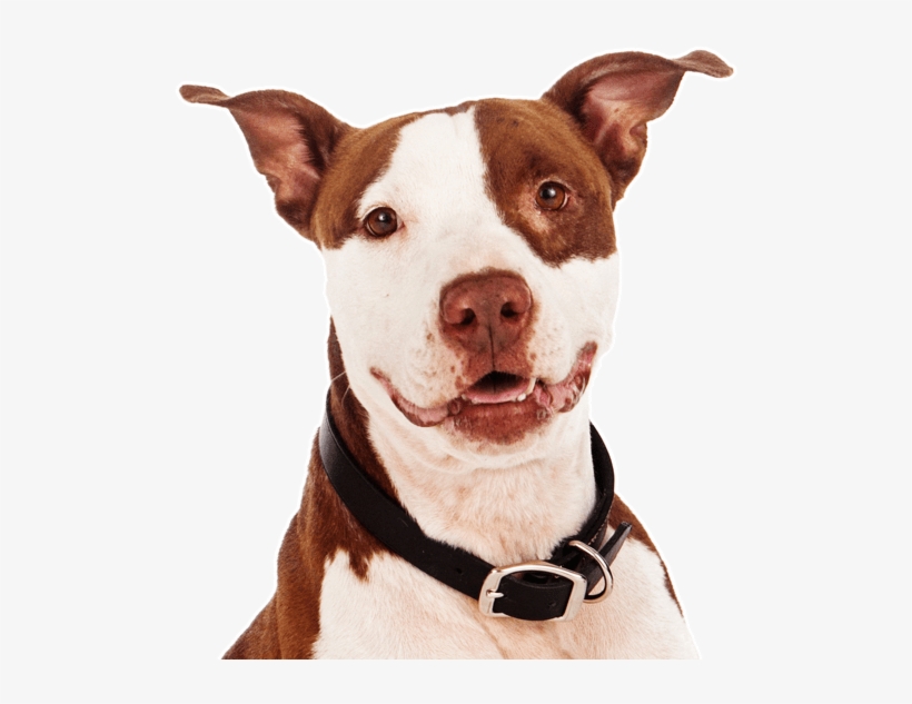 Search - Pit Bull, transparent png