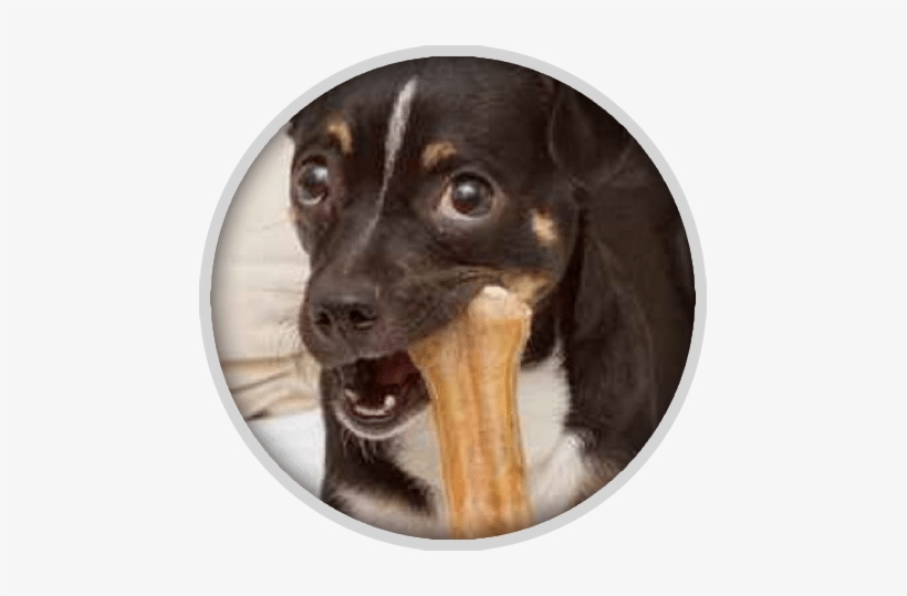 Teeth Cleaning For Dogs - Dog, transparent png