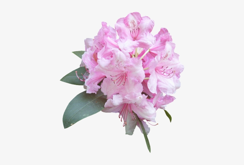 Sqmai4eh - Animation, transparent png