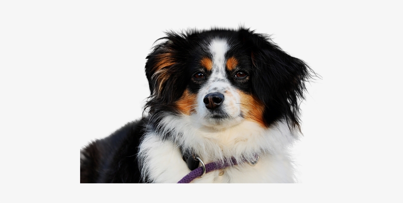 Cachorra, transparent png