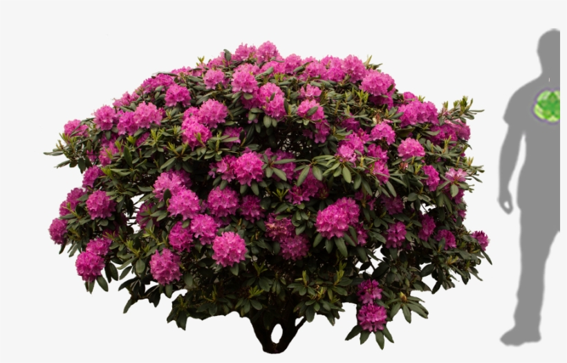 Rhododendron Furnivals Daughter - Rhododendron Png, transparent png