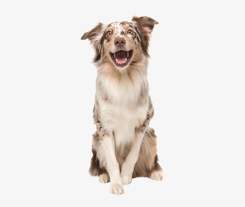 Donate Header - Gilles Moutounet Min Hund Er Min Guru - Hardback, transparent png