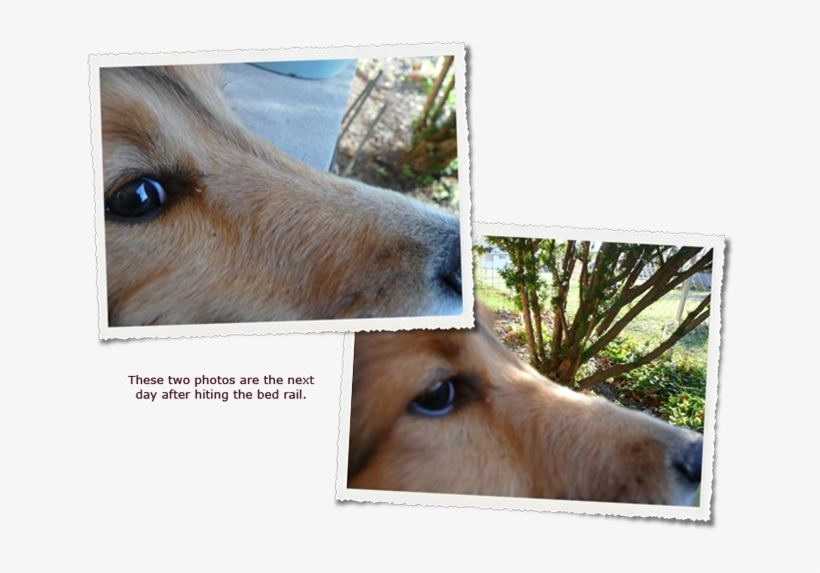 The End Of September, During A Game Of Fetch, Zack - White-tailed Deer, transparent png