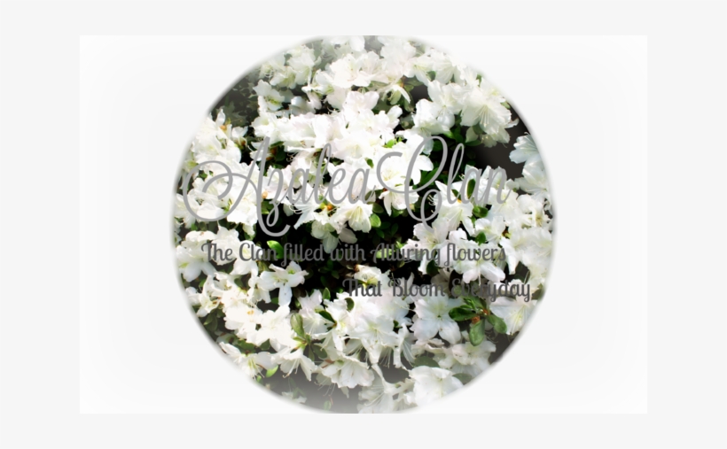 Rhododendron Delaware Valley White 5801 - White Rhododendron, transparent png