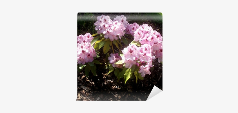 Sweet Pea, transparent png