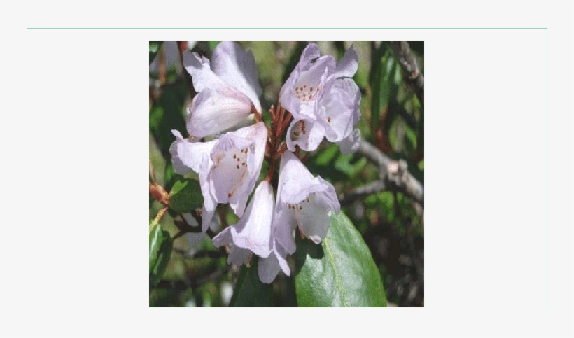 Rhododendron Campanulatum, transparent png