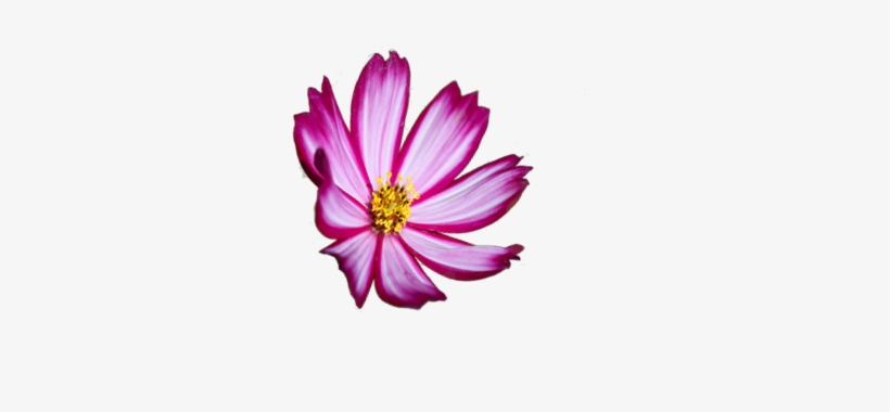 American Horticultural Society - Coast Rhododendron Transparent, transparent png