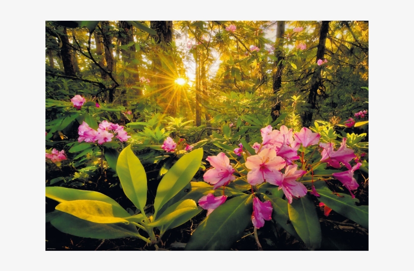 Magic Forests - Rhododendron - Heye - Magic Forests, Rhododendron Puzzle 2000pc, transparent png