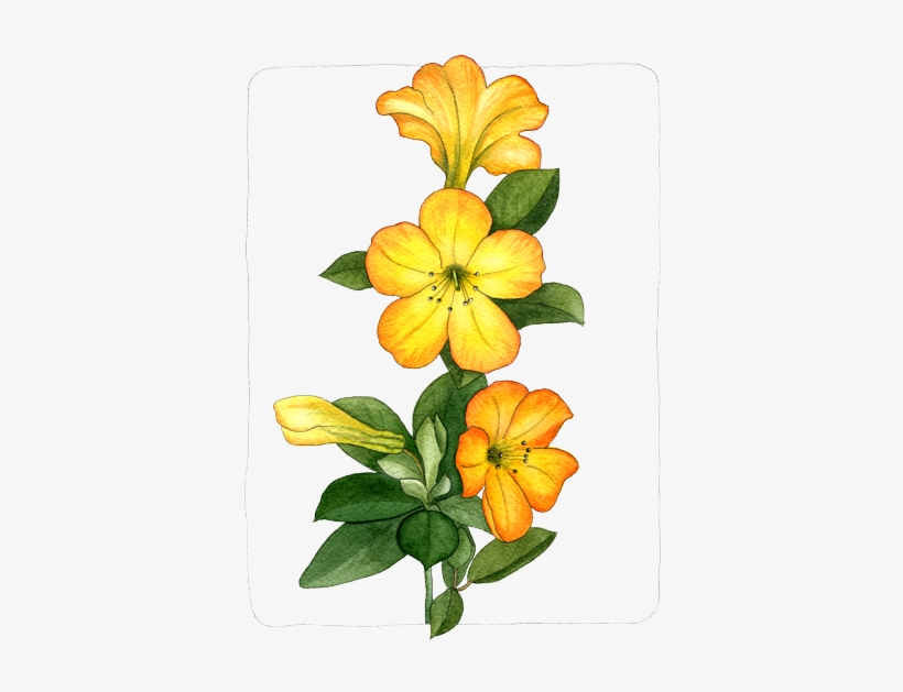 If You Want To Buy My Art - Rhododendron Sect. Vireya, transparent png