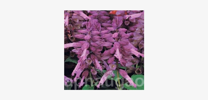 Sage, transparent png