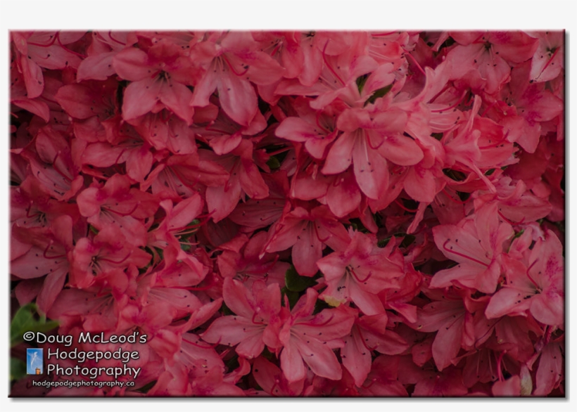 C Rhododendrons, Trees And Pathways Playfair Park, - Poinsettia, transparent png