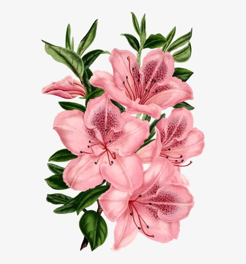 Medium Image - Drawing Of Pink Flowers, transparent png