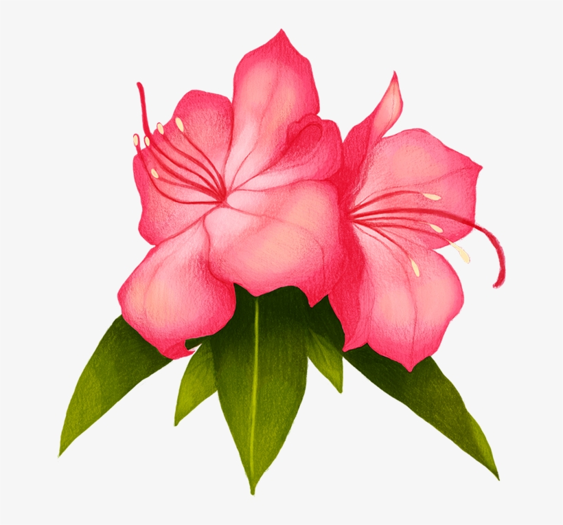 Thank You - Desert Rose, transparent png