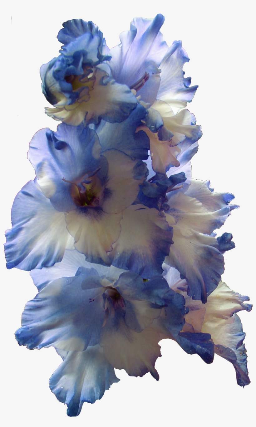 Growing Gladiolus, transparent png