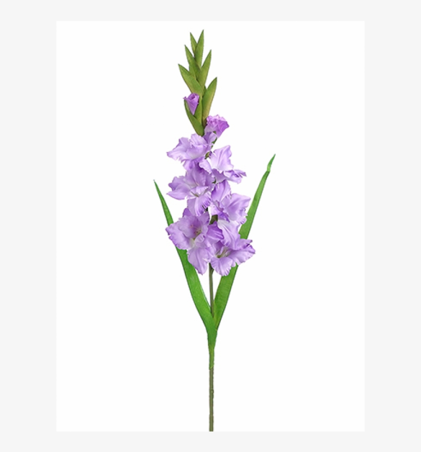 6" Gladiolus Spray Lavender - Tall Gladiolus Flower Bouquet, transparent png