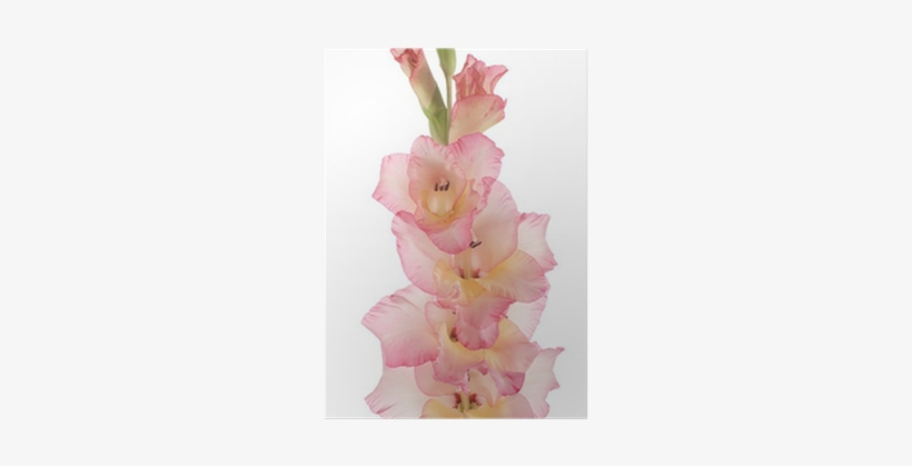 Gladiolus, transparent png