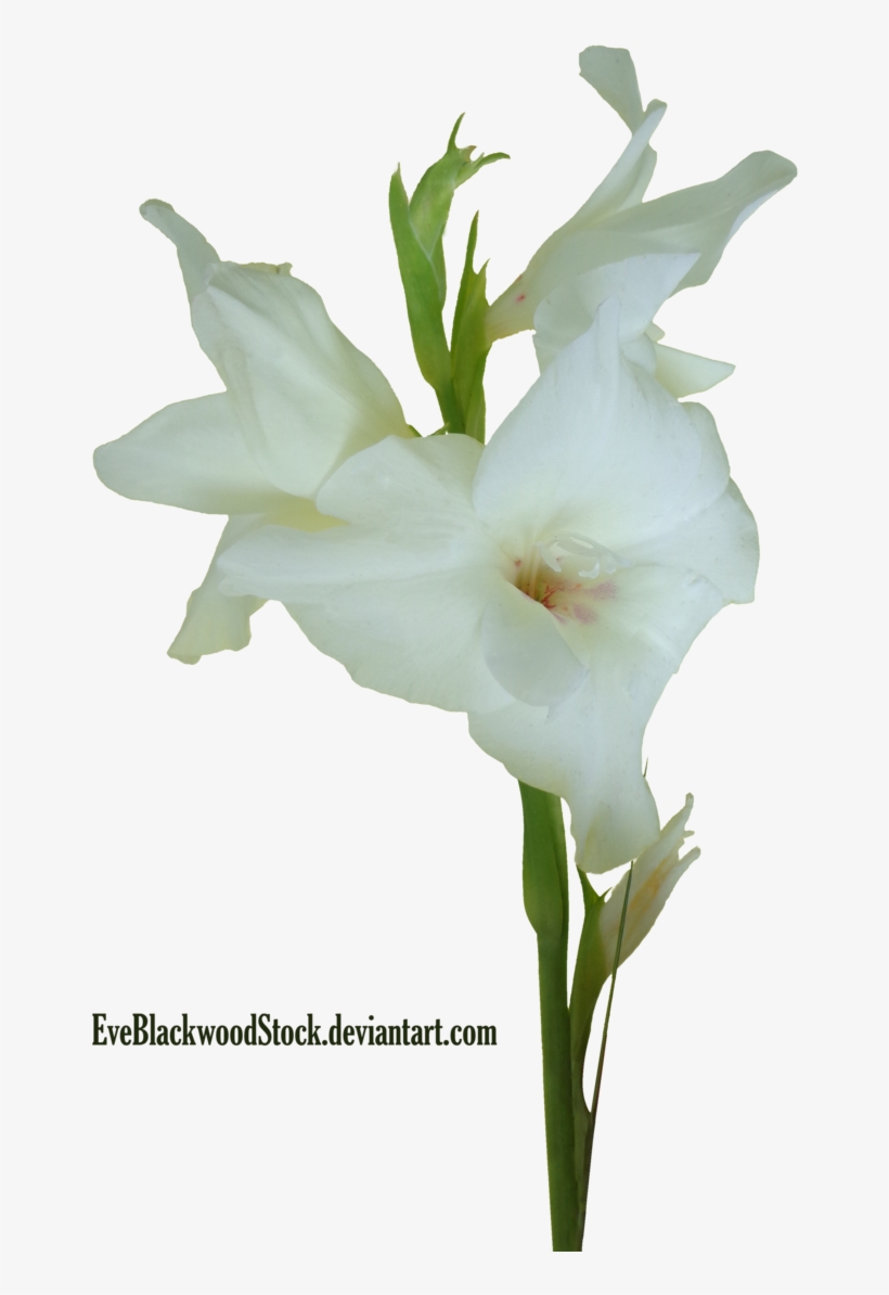 Gladioli 4 By Eveblackwoodstock - Crenate Orchid Cactus, transparent png