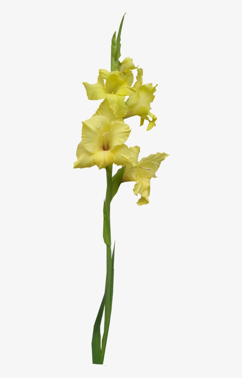 Yellow Gladiolus - Iris, transparent png