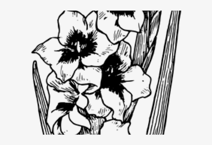 Gladiolus Clipart Vector - Drawing Of Gladiolus Flowers, transparent png