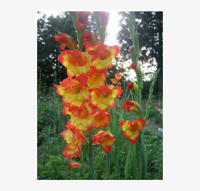Gladiolus Flower, transparent png