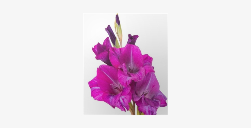 City Block, transparent png