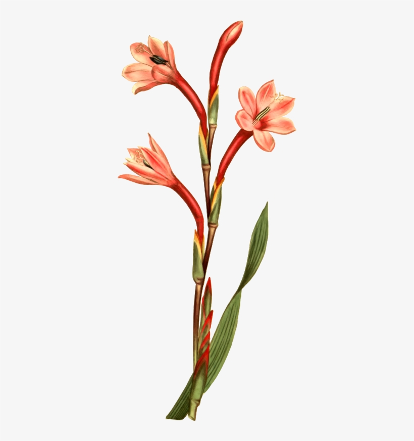 Medium Image - Botanical Illustration, transparent png