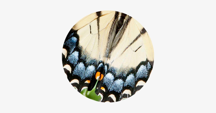 Butterfly Wing Blue & White - Butterfly, transparent png