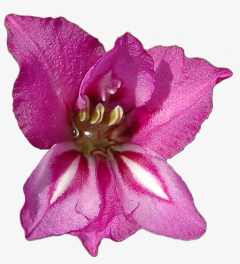 The Journey Starts Here - Gladiolus Flower, transparent png