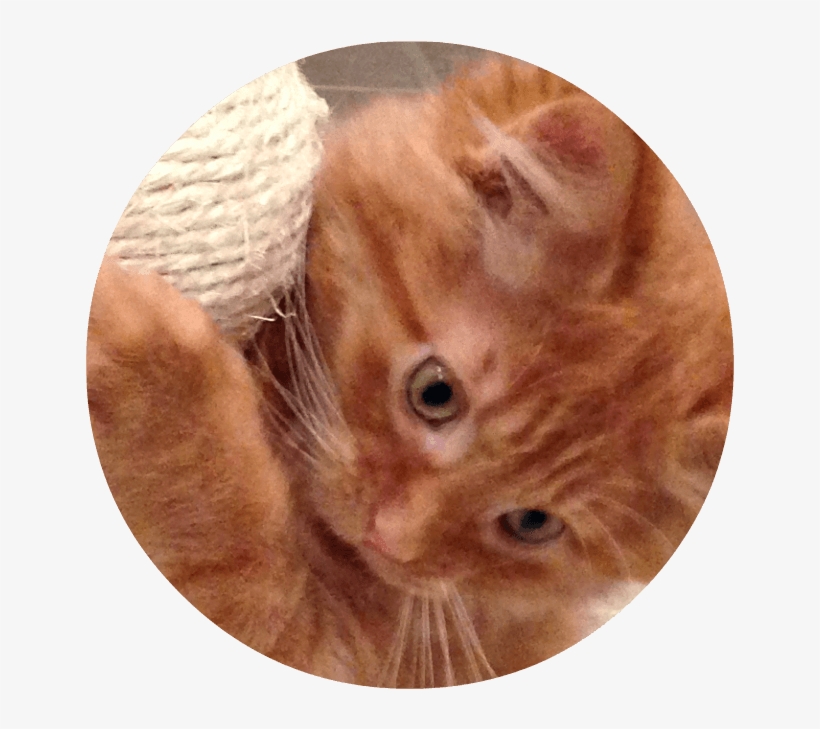 Close-up Of Orange Kitten Face - Tabby Cat, transparent png