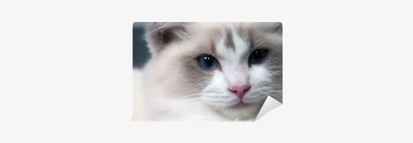 Ragdoll, transparent png