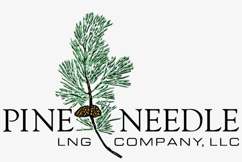 Pine Needle Logo Png Transparent - Pine Needles Long Vector, transparent png