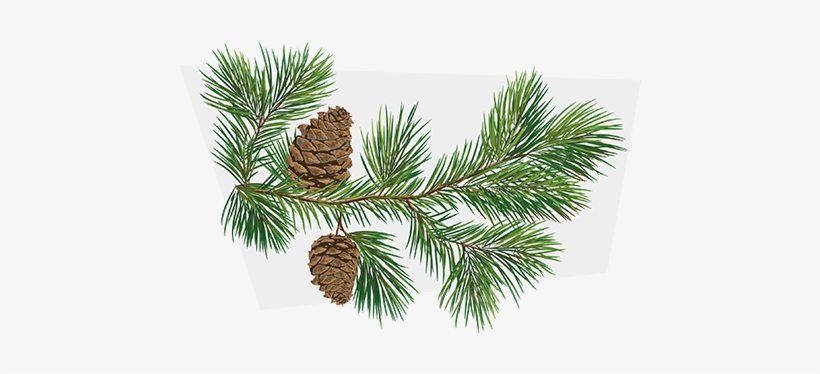 A-pinene - Illustration Pomme De Pin, transparent png
