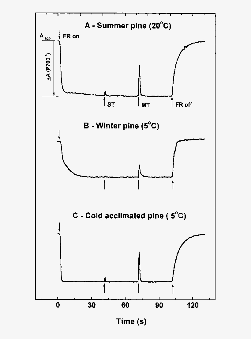 In Vivo Measurements Of The Redox State Of P700 In - Diagram, transparent png