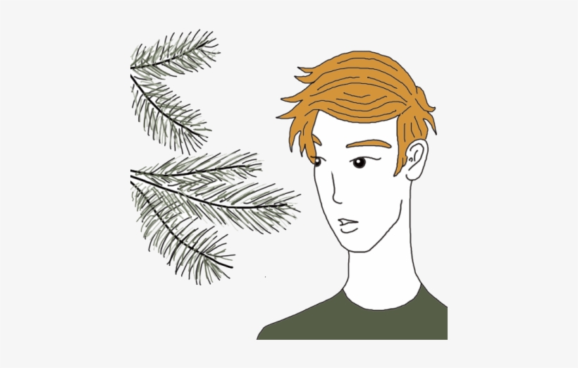 Pine Needles - Illustration, transparent png