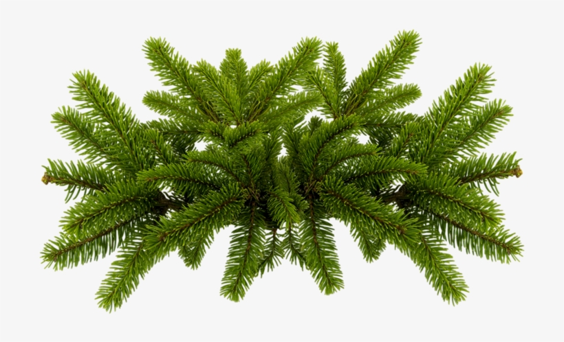 Free Download Pine Needles Png Clipart Pine Fir - Pine Needles Png, transparent png