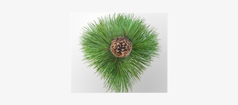 Pine Cone In The Green Branches Of Pine Needles - Conifer Cone, transparent png
