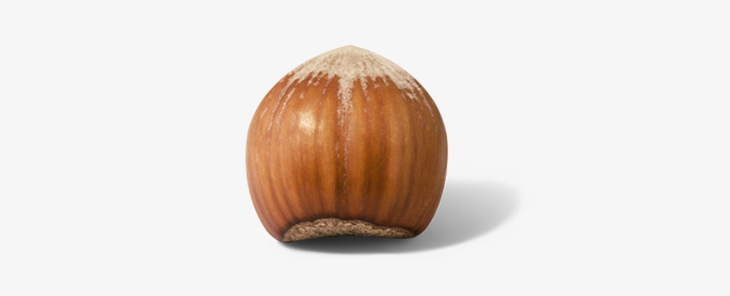 Hazelnut Png, transparent png