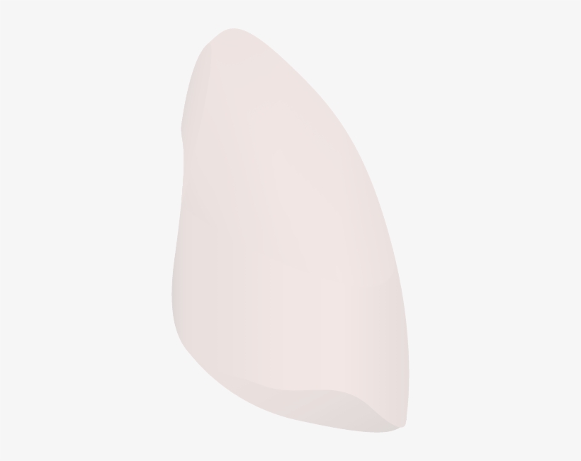 Right Side Of A Human Lung - Lung, transparent png