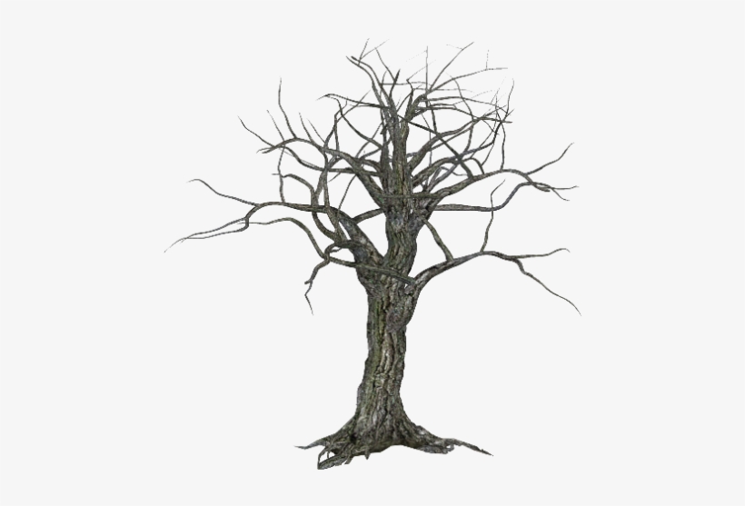Tree-042 - Tree, transparent png