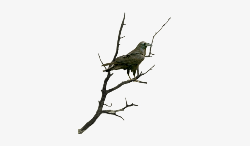 Corbeau Branche Raven Tree Nigh Halloween - Raven, transparent png