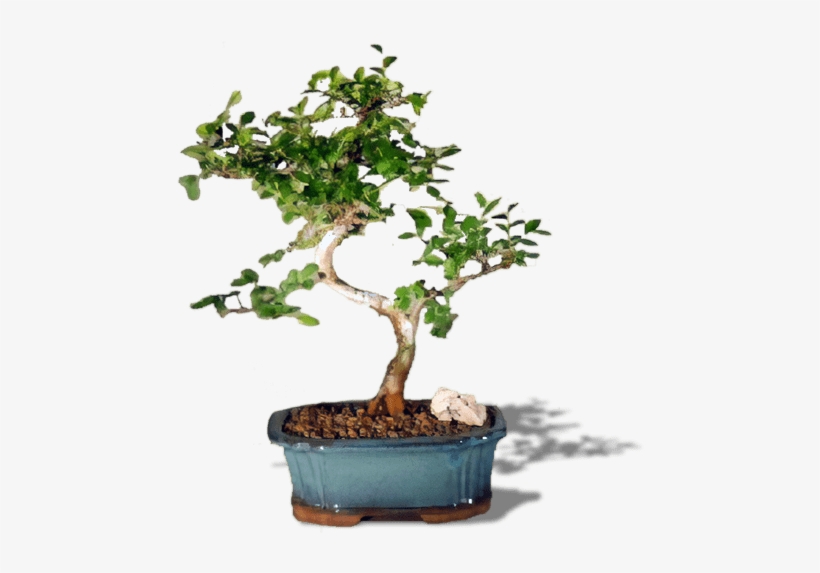 Chinese Elm Bonsai Treetrained Curve Trunk Style -, transparent png
