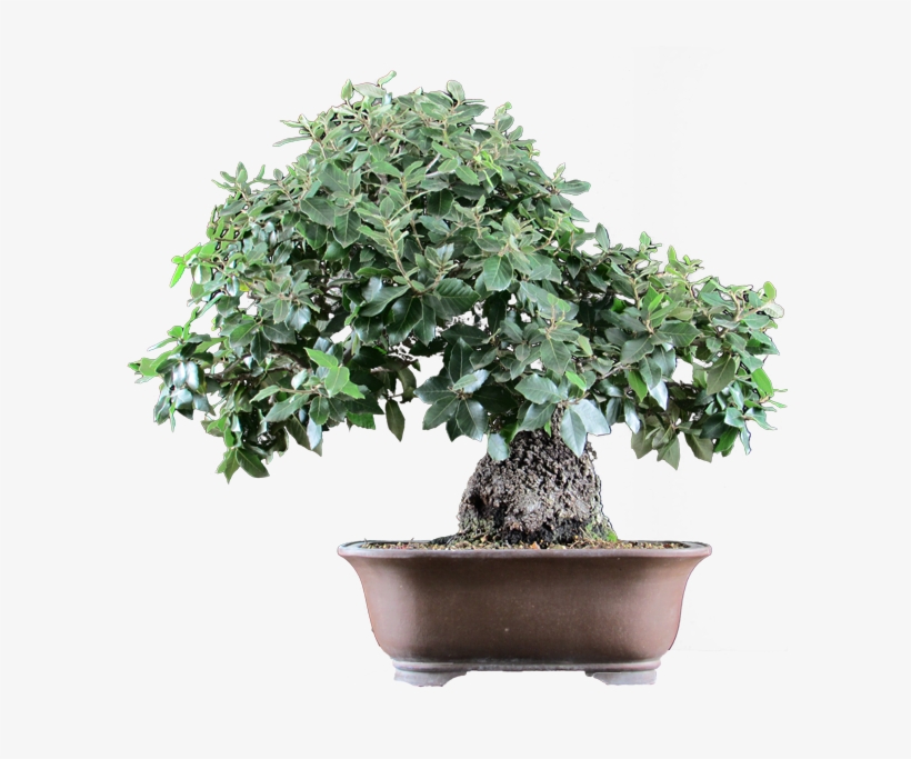 Null - Sageretia Theezans, transparent png