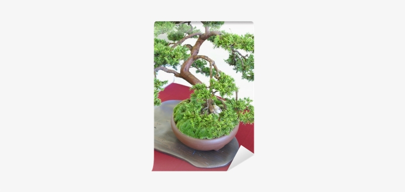 Flowerpot, transparent png